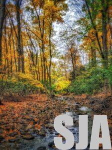 Stream in autumn woods